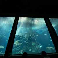 🐬🍨日本福岡 不能錯過的水族館餐廳😍