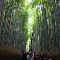 1 วัน แพลนเที่ยว Kyoto ย่านArashiyama และ Uji