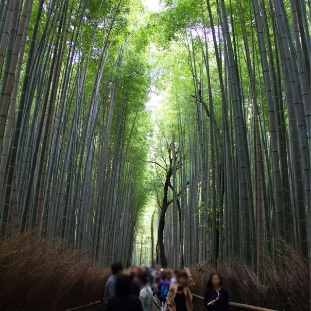 1 วัน แพลนเที่ยว Kyoto ย่านArashiyama และ Uji