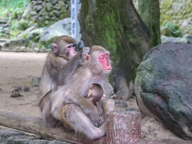 【大分県】 ニホンザルの聖地「高崎山自然動物園」🐒