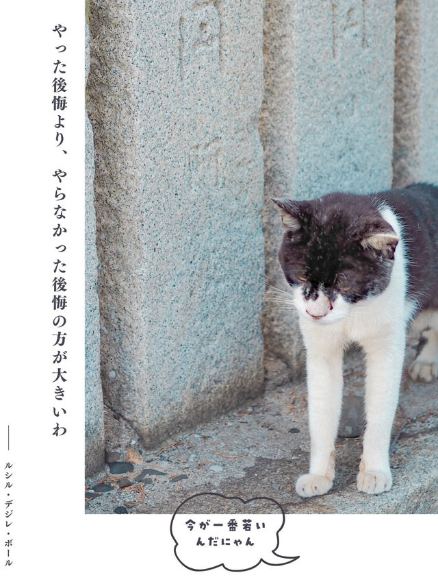 【香川】猫の島🏝️可愛い猫ちゃんと名言に癒される✨
