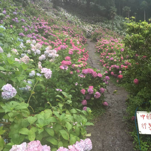 山全部があじさい！服部農園あじさい屋敷