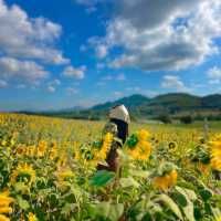 ทุ่งทานตะวันเขาใหญ่ บานสะพรั่งรับลมหนาว🌻