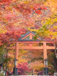 【4年ぶりの再開も！😳】滋賀県の紅葉スポットが絶景すぎる！🍁✨