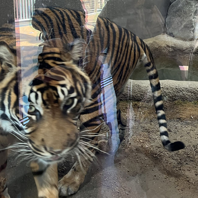 名古屋親子連れスポット‼︎見応え抜群の動植物園⭐︎