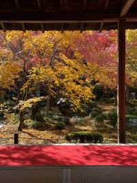 《不能錯過的圓光寺》
