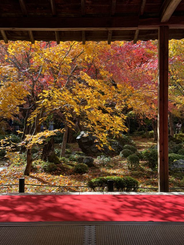 《不能錯過的圓光寺》