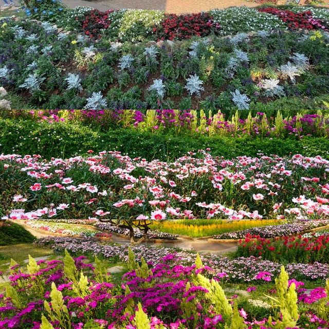 สวนแม่ฟ้าหลวง @ดอยตุง