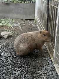 Chill with the capybaras in Tainan