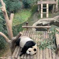 Fubao the panda world in Seoul 