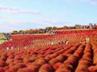 Sunset at Hitachi Seaside Park 🌅