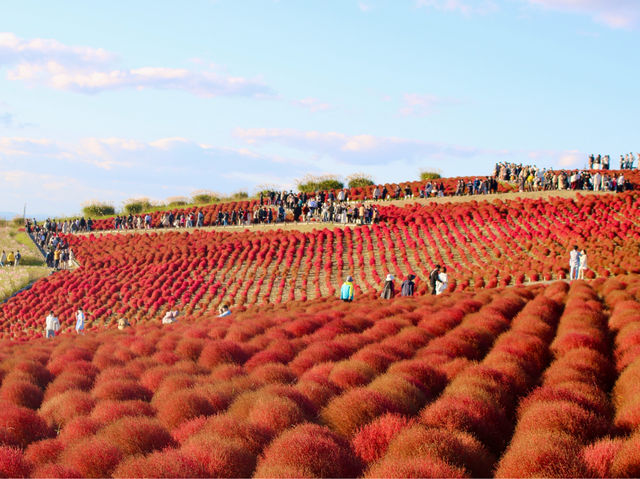 Sunset at Hitachi Seaside Park 🌅