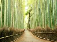 The Arashiyama Bamboo Forest