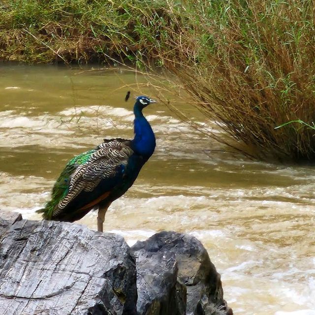 Mudumalai Tiger Reserve