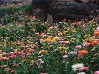 ทุ่งดอกกระดาษ - อุทยานภูหินร่องกล้า