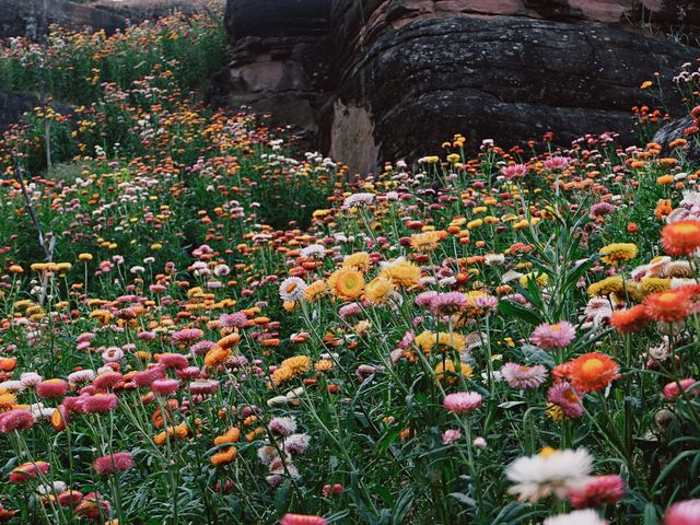 ทุ่งดอกกระดาษ - อุทยานภูหินร่องกล้า