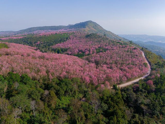 ซากุระเมืองไทย หนึ่งปีมีครั้งเดียว