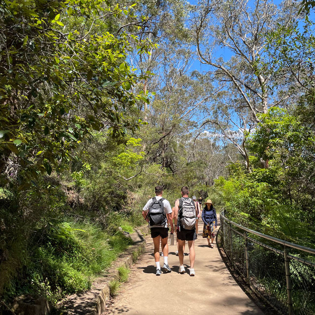【シドニー観光】必ず抑えたいスポット「ブルーマウンテンズ」🇦🇺 【シドニー観光】必ず抑えたいスポット「ブルーマウンテンズ」🇦🇺