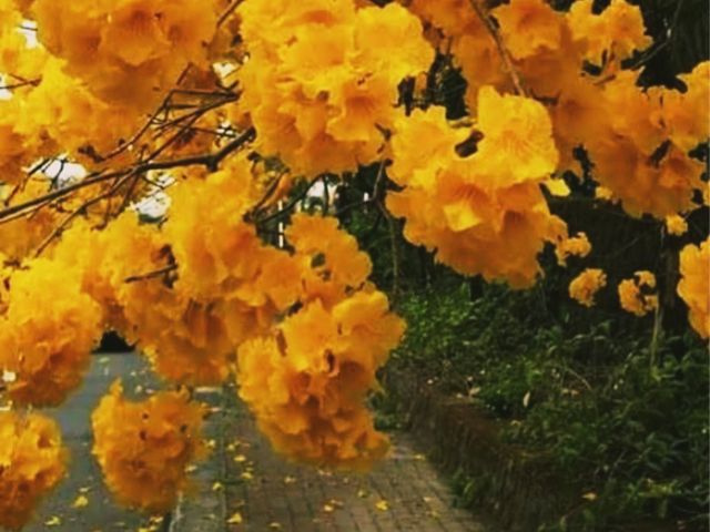 「嘉義八掌溪黃金風鈴花」春天賞花，散步的最佳去處，花期10-14天