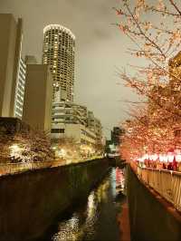 【東京】人気桜スポット🌸目黒川にかかるソメイヨシノトンネル