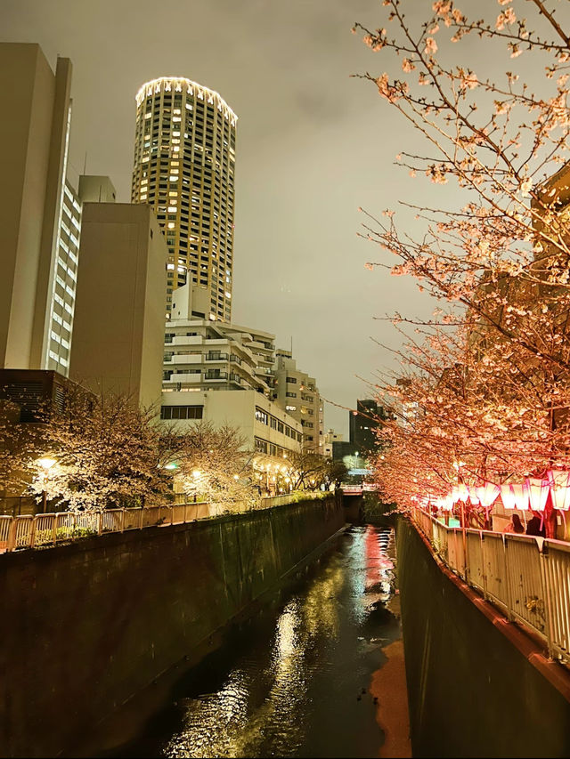 【東京】人気桜スポット🌸目黒川にかかるソメイヨシノトンネル