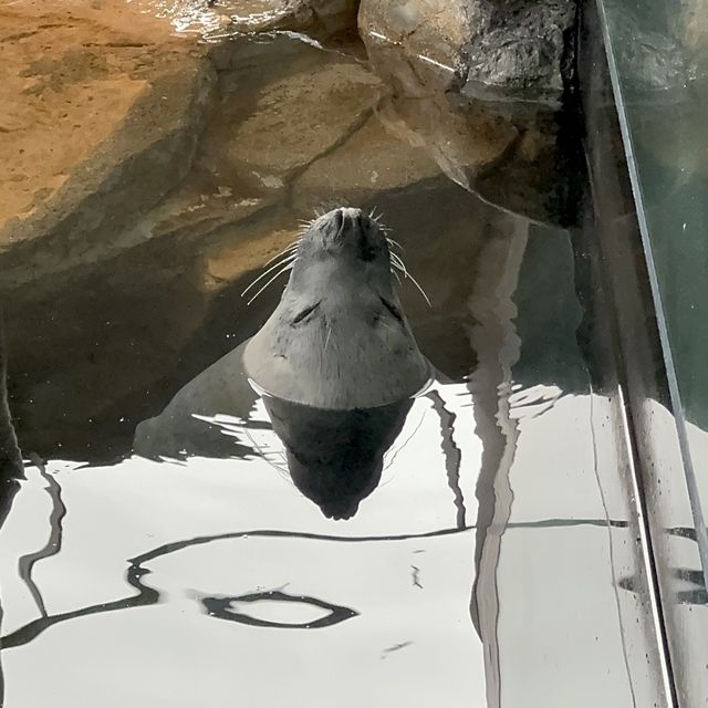 【東京】雨の日デートにオススメ！トンネル水槽が魅力的な水族館🦭✨