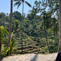 Escape the mundane with BALI SWINGGG