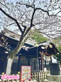 【玉前神社/千葉県】黒塗り社殿と桜の共演