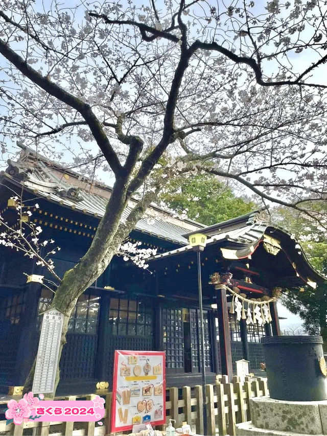 【玉前神社/千葉県】黒塗り社殿と桜の共演
