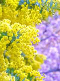 【藏前神社/東京都】ミモザと桜のコラボレーション