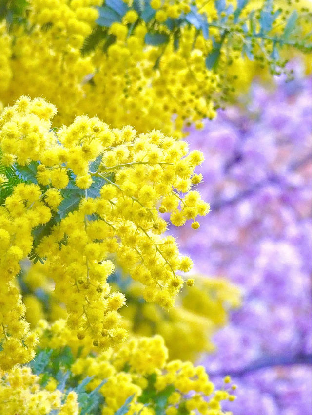 【藏前神社/東京都】ミモザと桜のコラボレーション