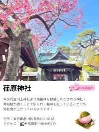 【荏原神社/東京都】寒緋桜が美しい神社