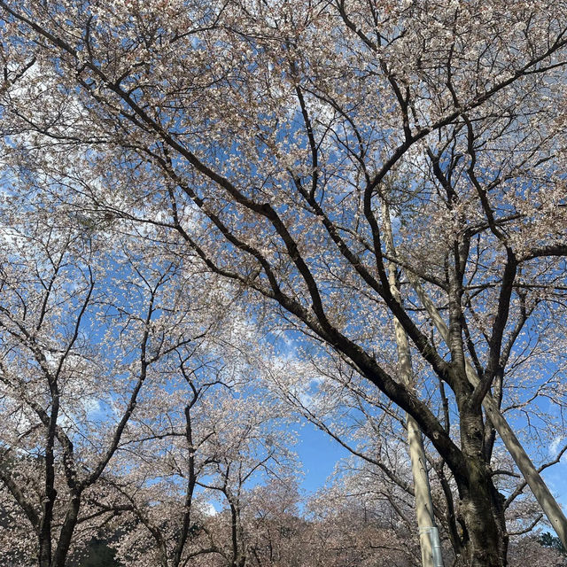 【首爾出發4小時】韓國小眾賞櫻花地點-馬耳山道立公園