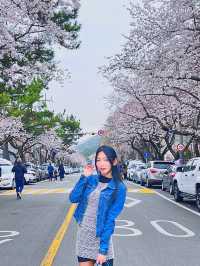 🌸The fastest festival Jinhae Gunhangje Festival regular sit