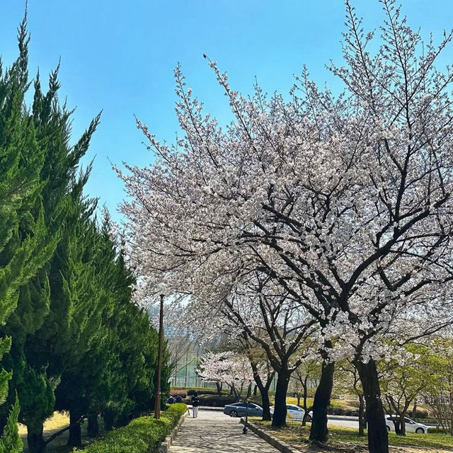 Cherry blossom in korea