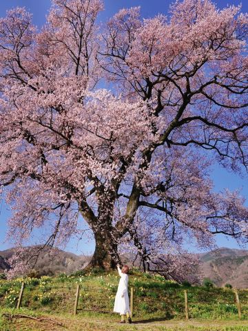 圧巻のわに塚の一本桜🌸×富士山🏔 | Trip.com 韮崎
