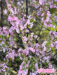 【福岡観光】季節の花々や日本庭園が楽しめる施設