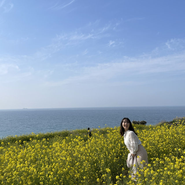 제주유채꽃명소 추천 :: 서우봉과 녹산로