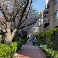 【東京市區】目黑川櫻花賞，寫意舒適