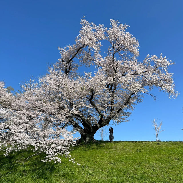 「黑河公園：春日賞櫻，人生樂事」