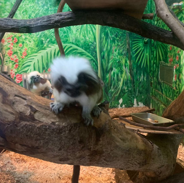 【カピバラ好きには必見★】伊豆シャボテン動物公園