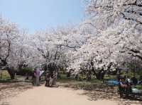 Maizuru Park จุดชมซากุระเมืองฟุกุโอกะ