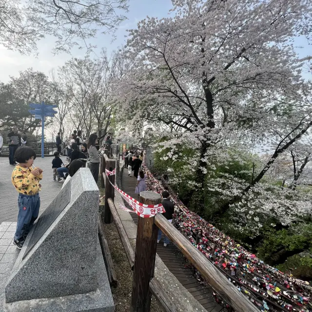 아이도 어른도 설레고 행복한 남산벚꽃여행 