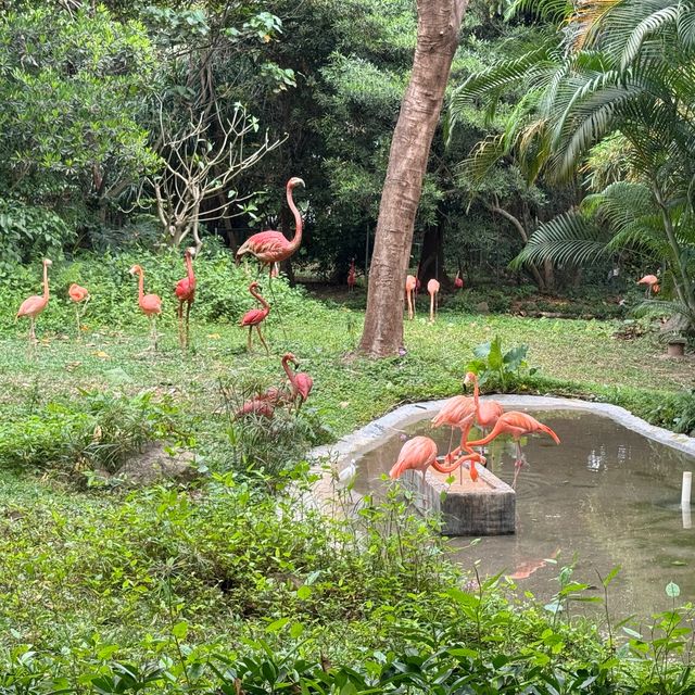深圳野生動物園一日遊記🩷