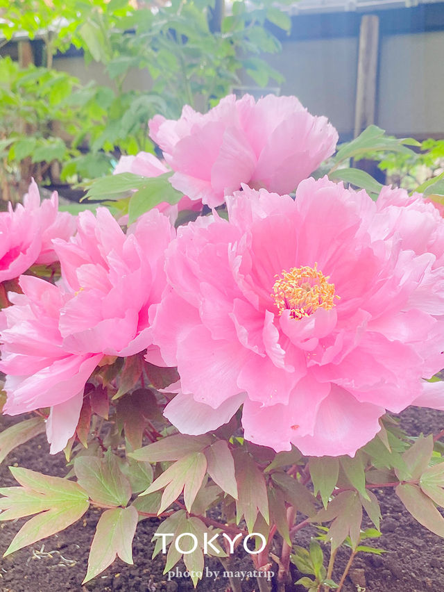 【東京】都心なのに風情あるぼたん園