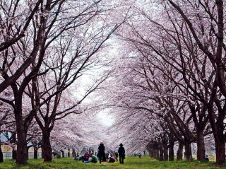 Mizusawa Park Cherry Blossoms