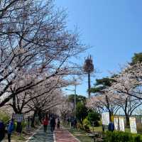 Samnak Ecological Park จุดชมซากุระสวยในปูซาน