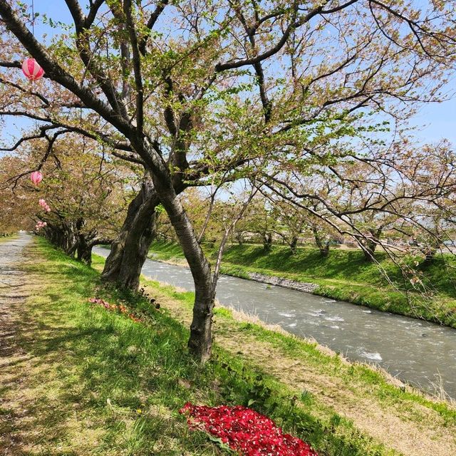 Sakura tree at Toyama