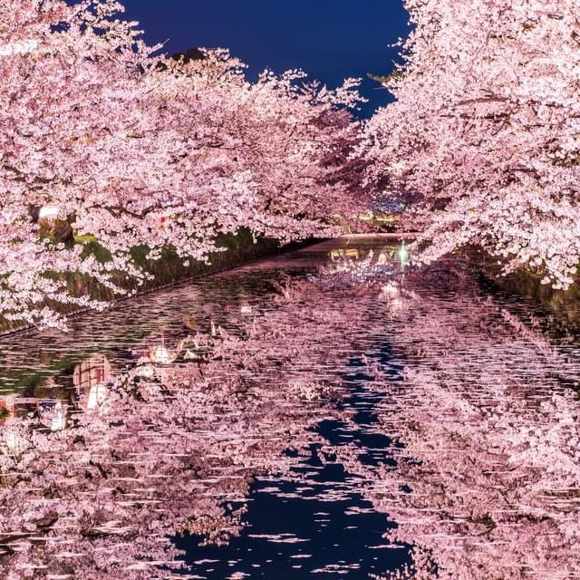 弘前公園櫻花