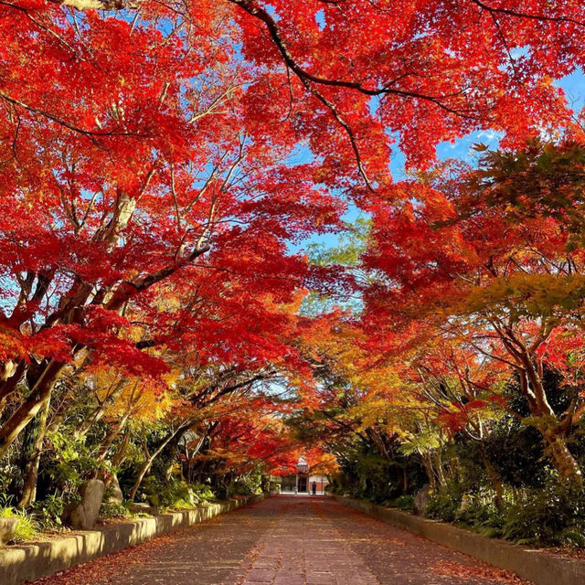 【山口観光】紅葉の季節はこちらがおすすめ